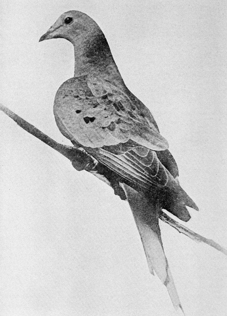 Martha, the last passenger pigeon, 1912